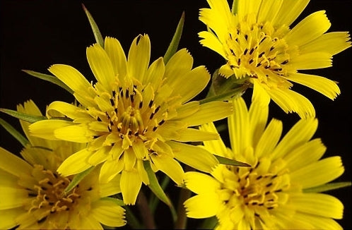 Goat's-beard