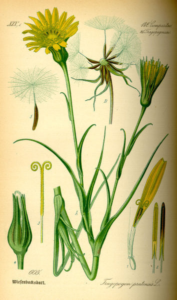 Goat's-beard
