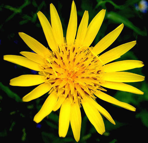 Goat's-beard