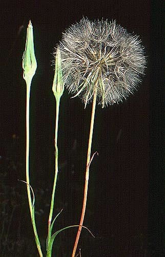 Goat's-beard