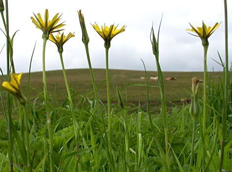 Goat's-beard