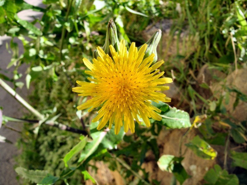 Goat's-beard