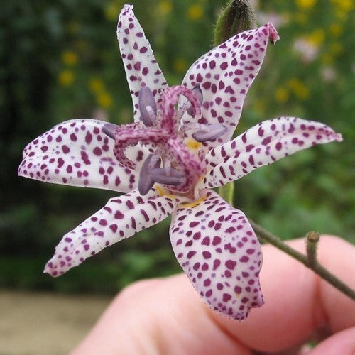 Toad lily