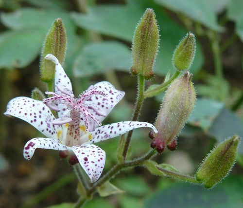 Toad lily