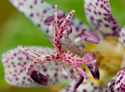 Toad lily