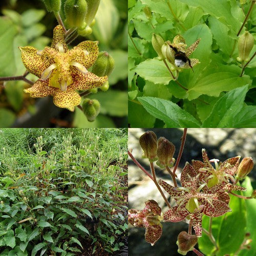 Tricyrtis latifolia