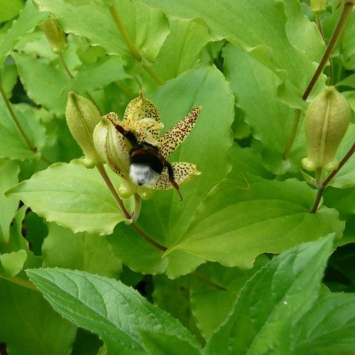 Tricyrtis latifolia
