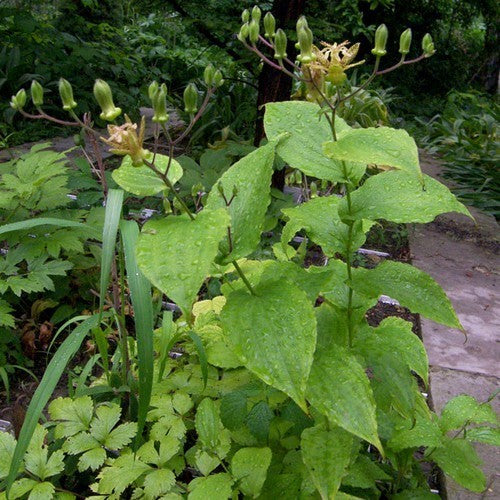 Tricyrtis latifolia