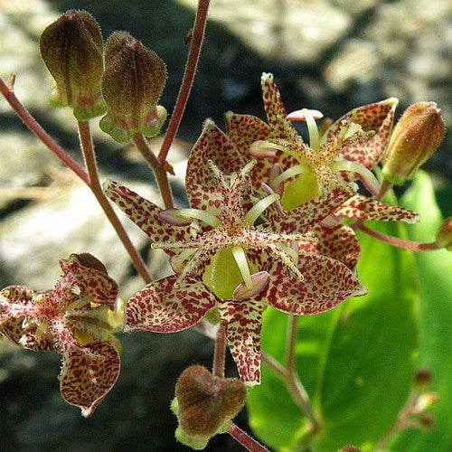 Tricyrtis latifolia