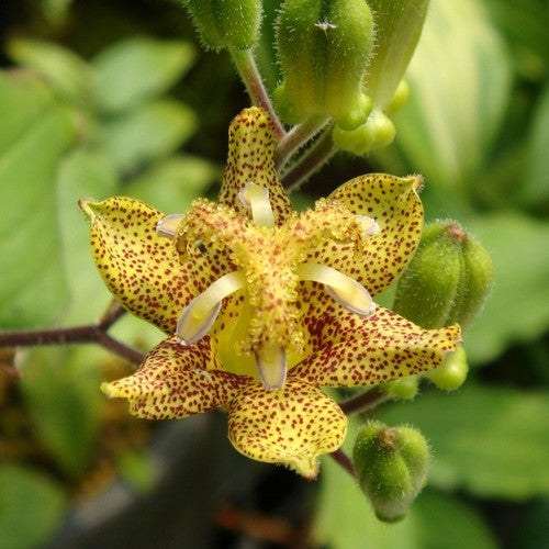 Tricyrtis latifolia