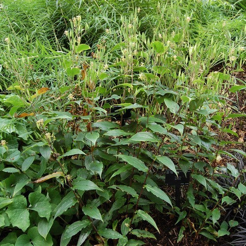 Tricyrtis latifolia