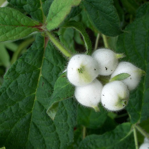 Triosteum pinnatifidum