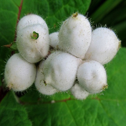 Triosteum pinnatifidum