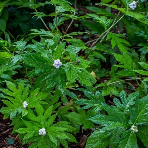 Triosteum pinnatifidum