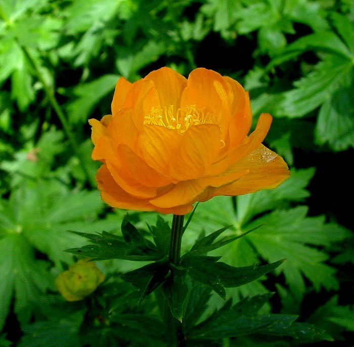 Trollius chinensis 'Golden Queen'