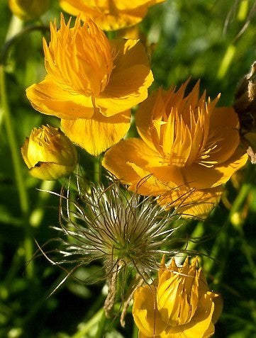 Trollius chinensis 'Golden Queen'