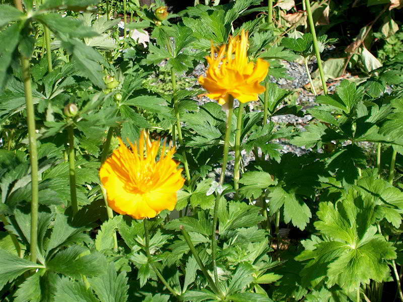 Trollius chinensis 'Golden Queen'