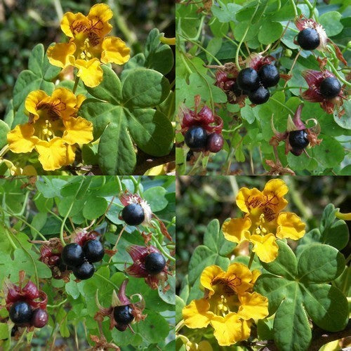 Tropaeolum ciliatum