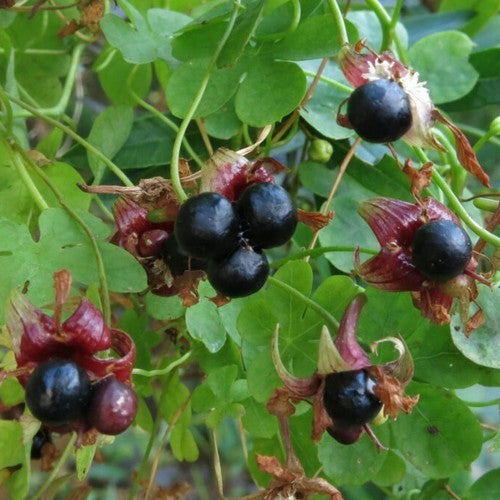 Tropaeolum ciliatum