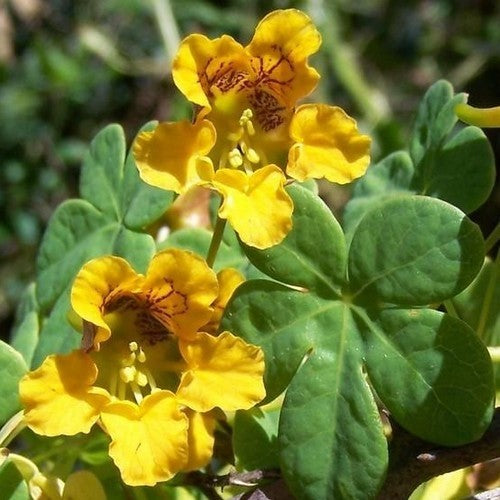 Tropaeolum ciliatum