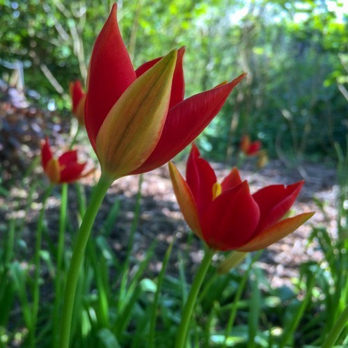 *Tulipa sprengeri*