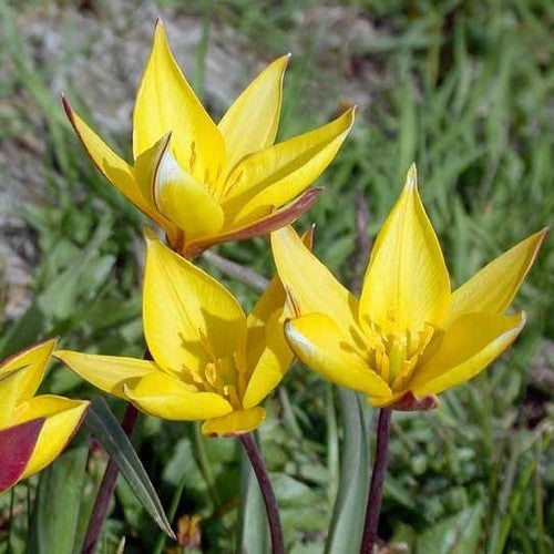 Tulipa sylvestris