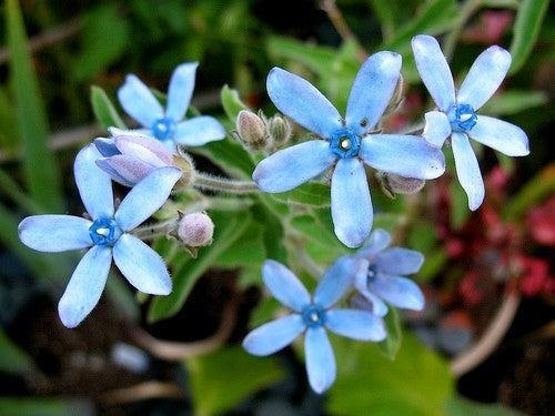 Tweedia caerulea