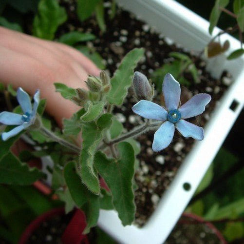 Tweedia caerulea
