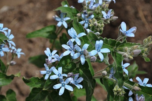 Tweedia caerulea