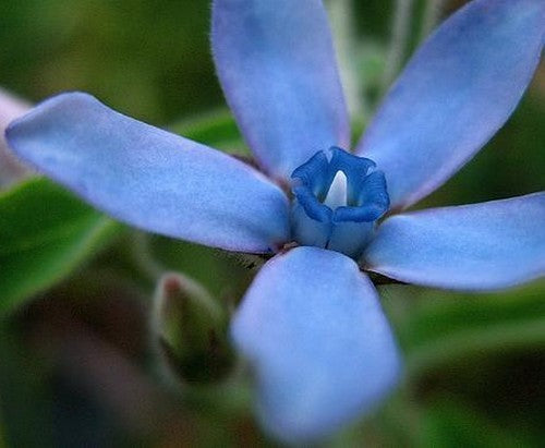 Tweedia caerulea