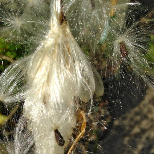 Tweedia caerulea