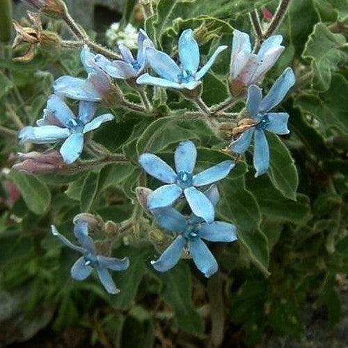 Tweedia caerulea