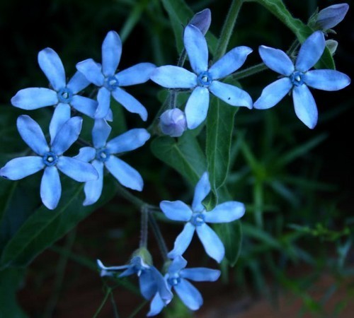 Tweedia caerulea