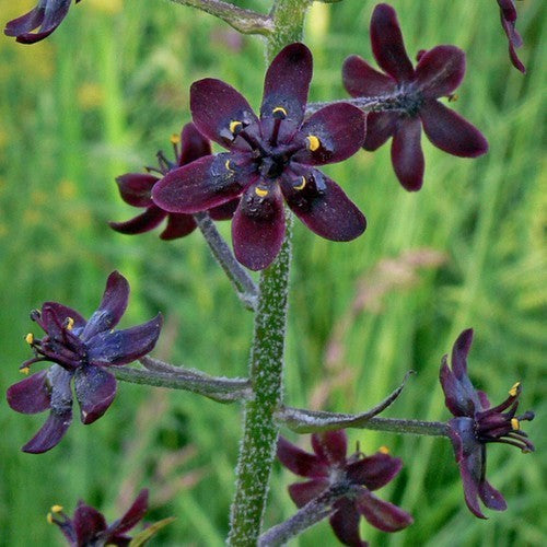 Veratrum maackii