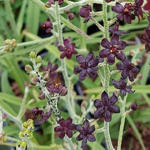 Veratrum maackii