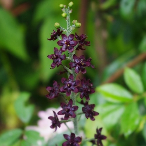 Veratrum maackii