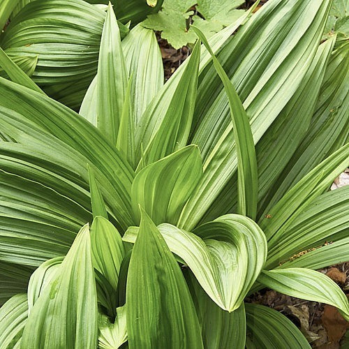 Veratrum maackii