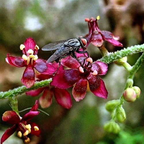 Veratrum schindleri