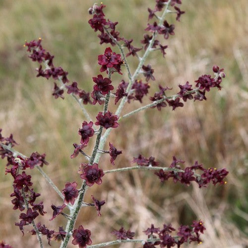 Veratrum schindleri