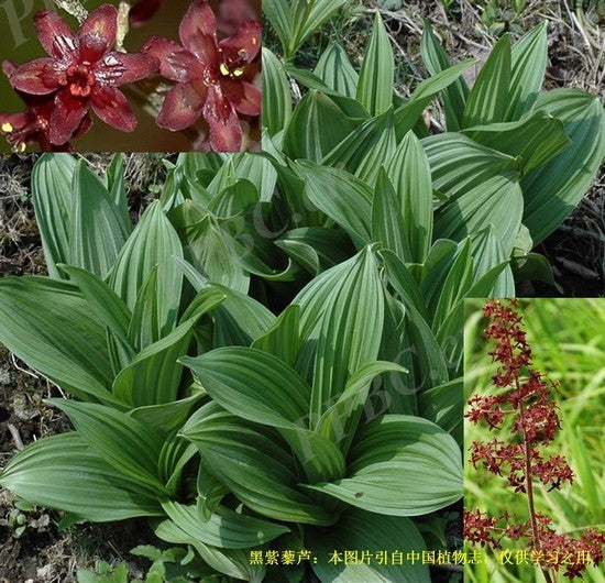 Veratrum schindleri