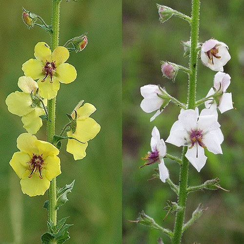 Verbascum blattaria