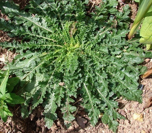 Verbascum blattaria