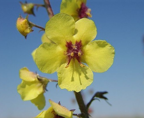 Verbascum blattaria