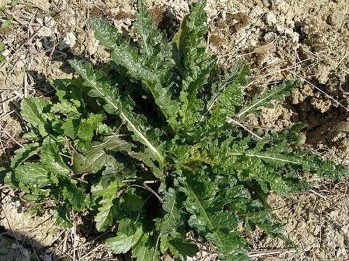 Verbascum blattaria
