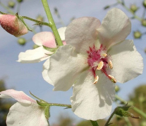 Verbascum blattaria