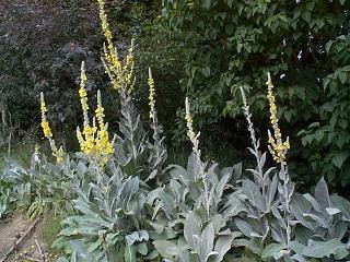 Verbascum bombyciferum 'Polarsommer'