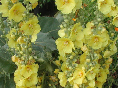 Verbascum bombyciferum 'Polarsommer'