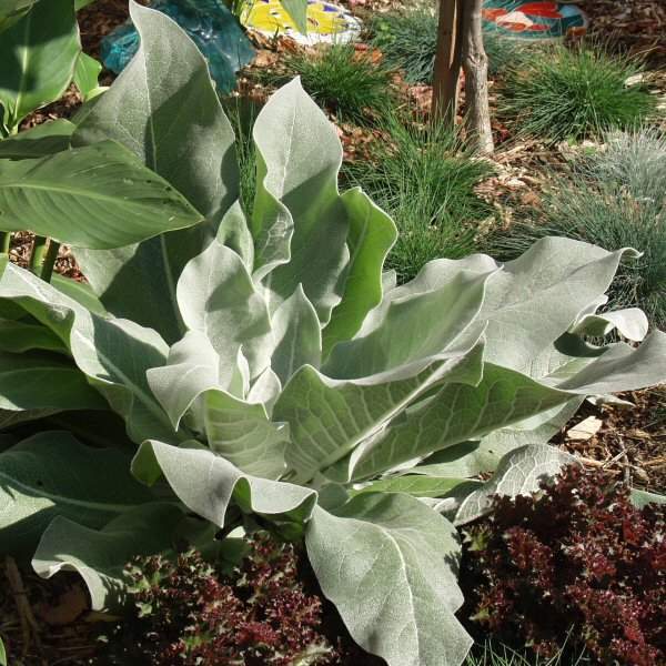 Verbascum bombyciferum 'Polarsommer'