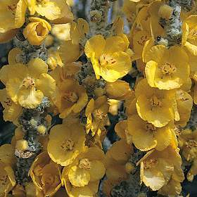 Verbascum bombyciferum 'Polarsommer'