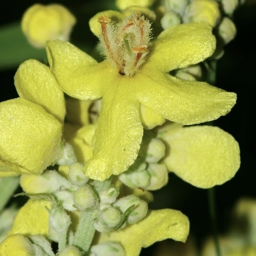 Verbascum lychnitis